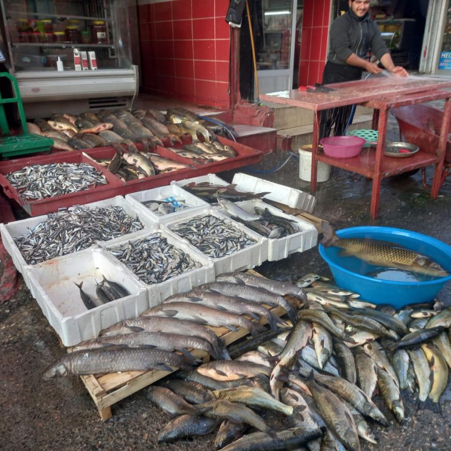 Birecik'te Fırat Nehri'nde balık bereketi;