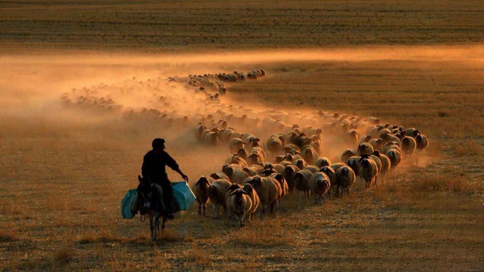 Afet bölgesindeki hayvan yetiştiricilerine yem desteği verilecek