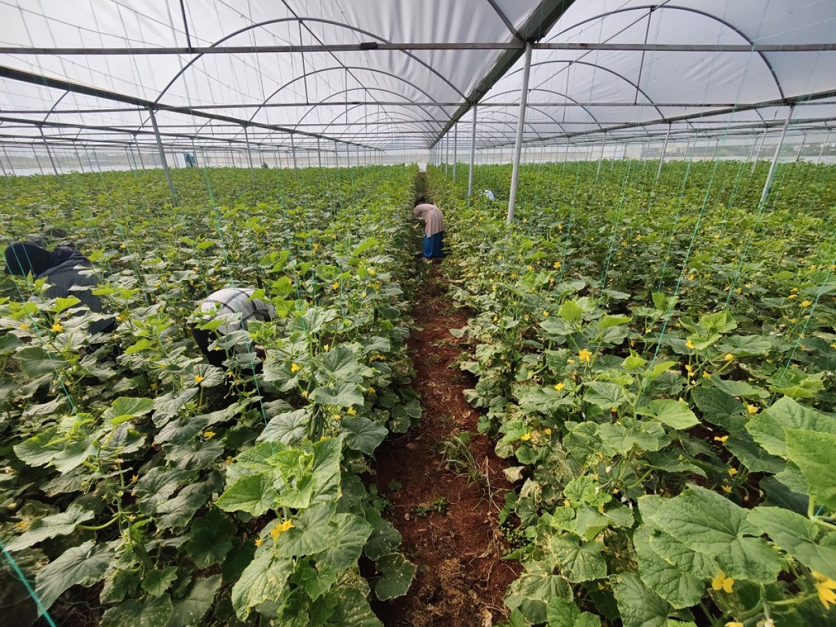 Eyyübiye Sera Kent’te büyüme öncesi hazırlık