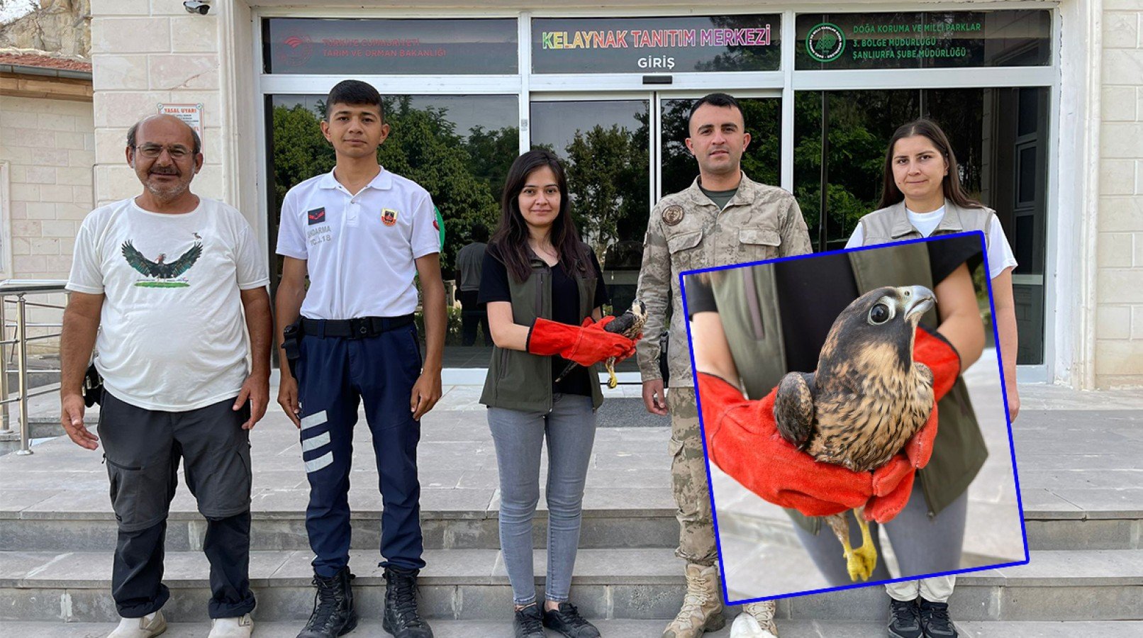 Birecik’te yaralı halde bulunan yavru doğan DKMP ekiplerince tedaviye alındı