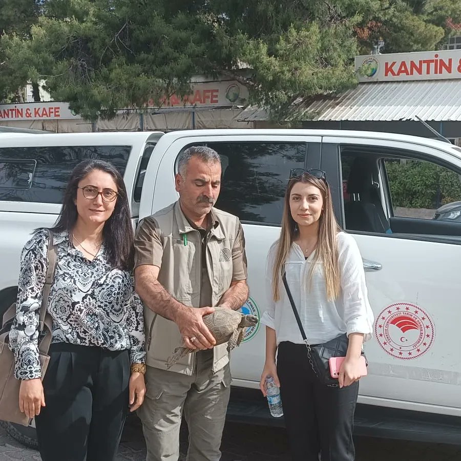 Urfa'da bitkin halde bulunan kaplumbağa DKMP ekiplerince tedaviye alındı