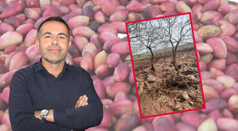 ZMO Urfa Şubesi Başkanı Yılmaz: Fıstık üretimi doğal afetlerden ciddi etkilenecek