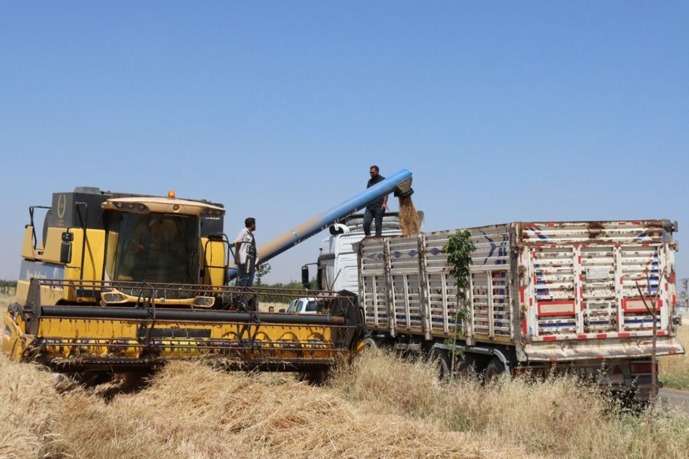 Buğday ve arpa alım fiyatları açıklandı