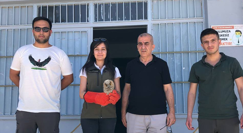 Birecik’te bitkin halde bulunan baykuş tedavi altına alındı