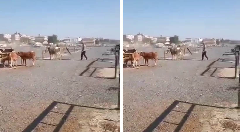 Urfa’da iki grup arasındaki silahlı kavga kamerada;