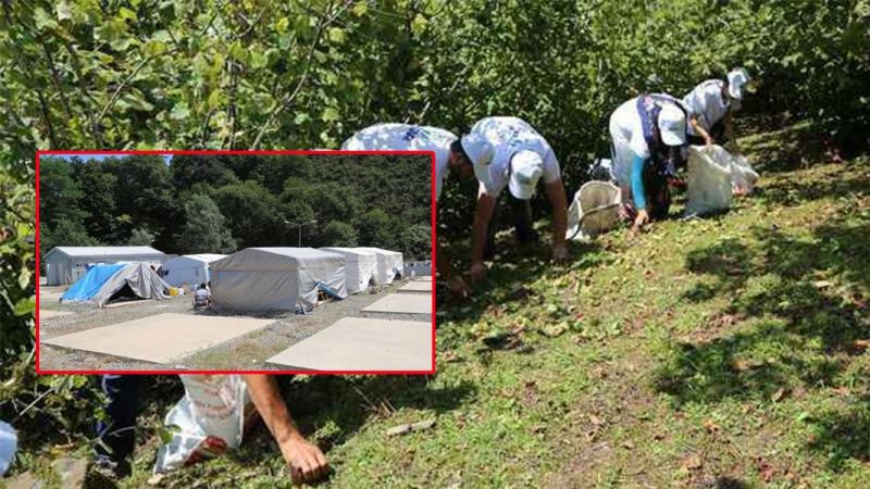 Ordu’da boğazına fındık kaçan Urfalı çocuk hayatını kaybetti