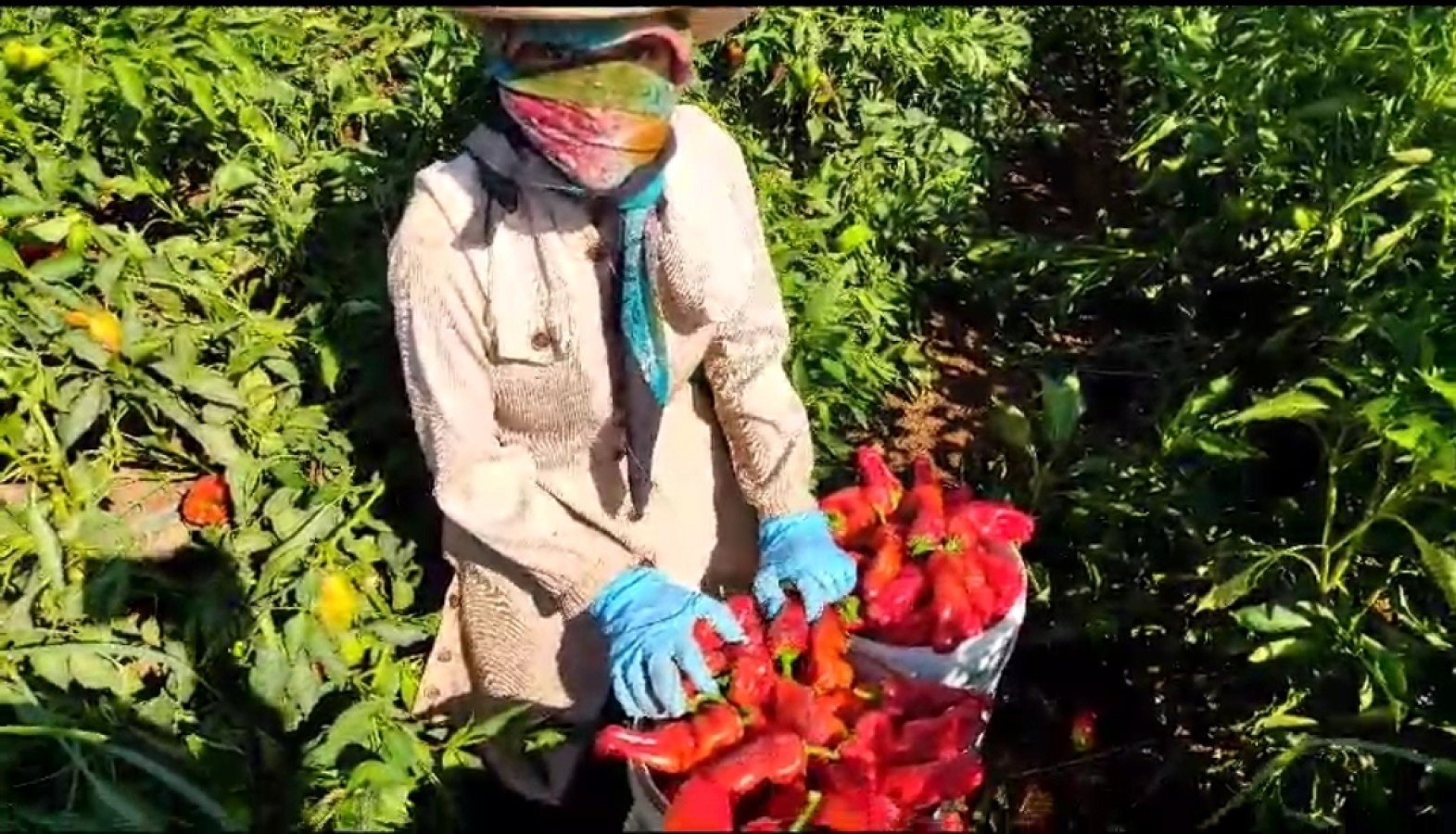 Üniversite öğrencisi Rabia 50 derece sıcakta tarlada hayalleri için çabalıyor