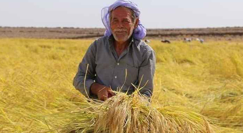 'Karacadağ Pirinci' hasadı başladı