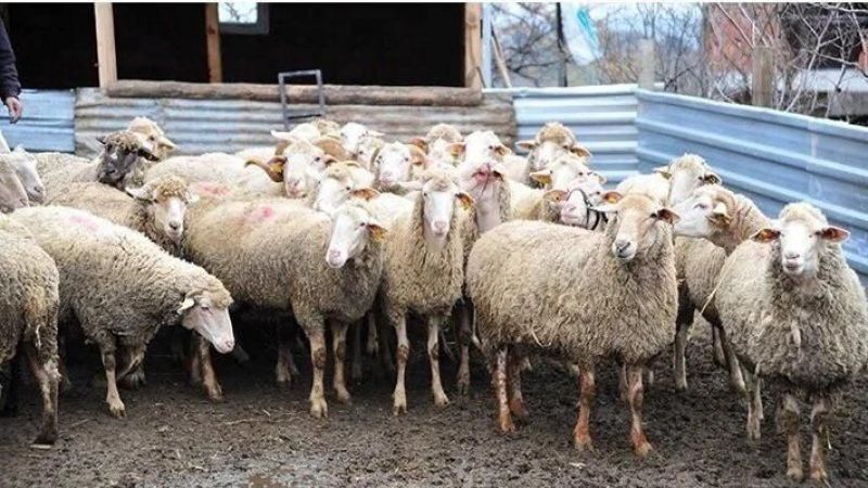 Şanlıurfa’da ‘sonbahar şap aşılama’ kampanyası başladı