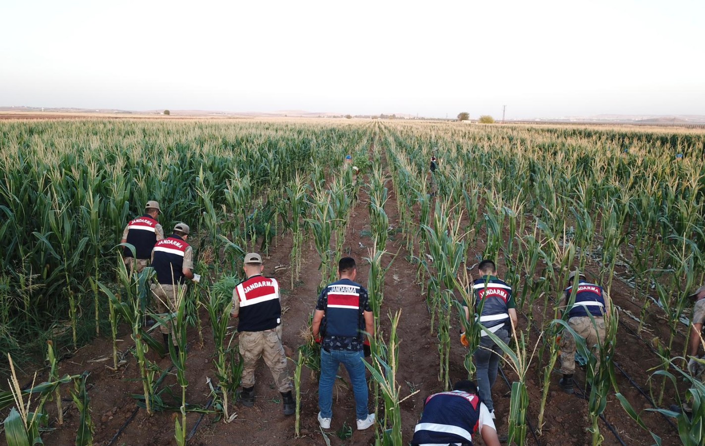 Suruç’ta mısır tarlasında 160 bin kök kenevir ele geçirildi;