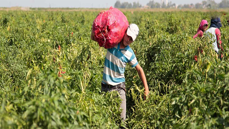 Tarım işçisi ölümlerinde Urfa ikinci sırada