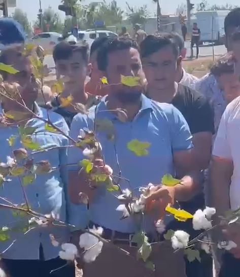 Ülkenin en önemli pamuk üretim merkezinde çiftçiler isyanda;