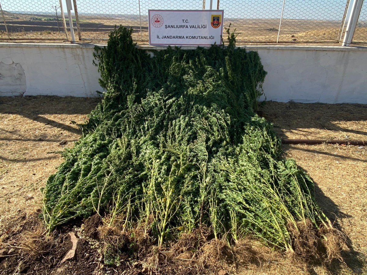 Urfa’da bamya tarlasında kenevir ele geçirildi