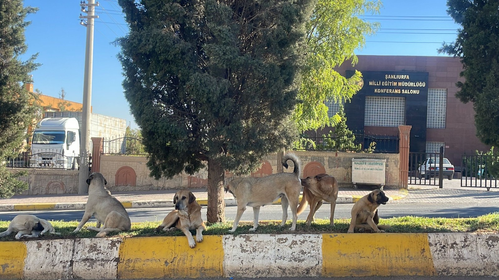 Urfa’daki öğrencilerin korkulu rüyası: Başıboş köpekler