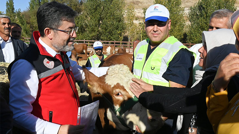 Depremde mağdur olan yetiştiricilere büyükbaş hayvan desteği