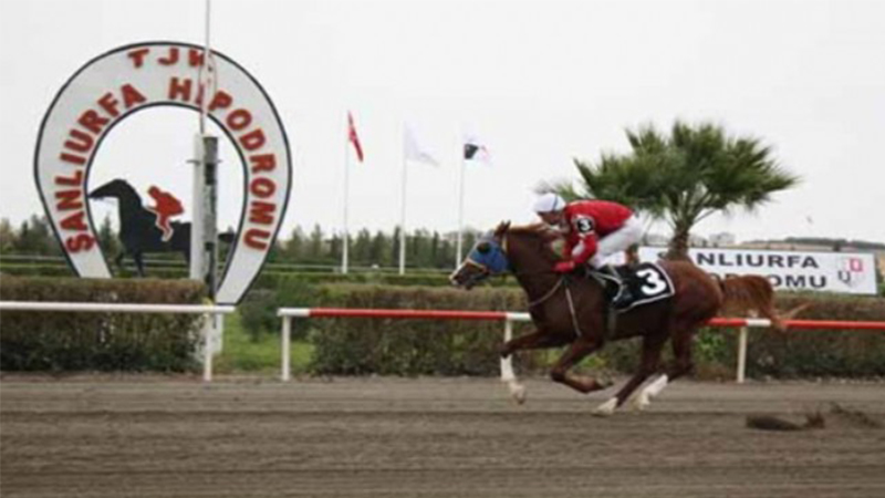 Şanlıurfa’da 6’lı Ganyan'ı 5 kişi birden bildi