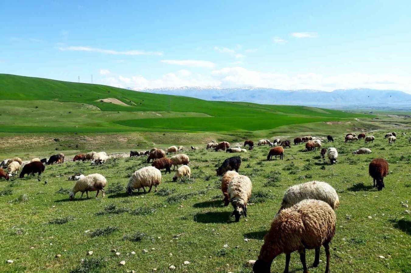 Şanlıurfa’da TOKİ meralara el koydu