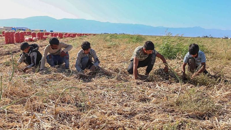 Hatay’daki Urfalı tarım işçisi çocuktan acı haber