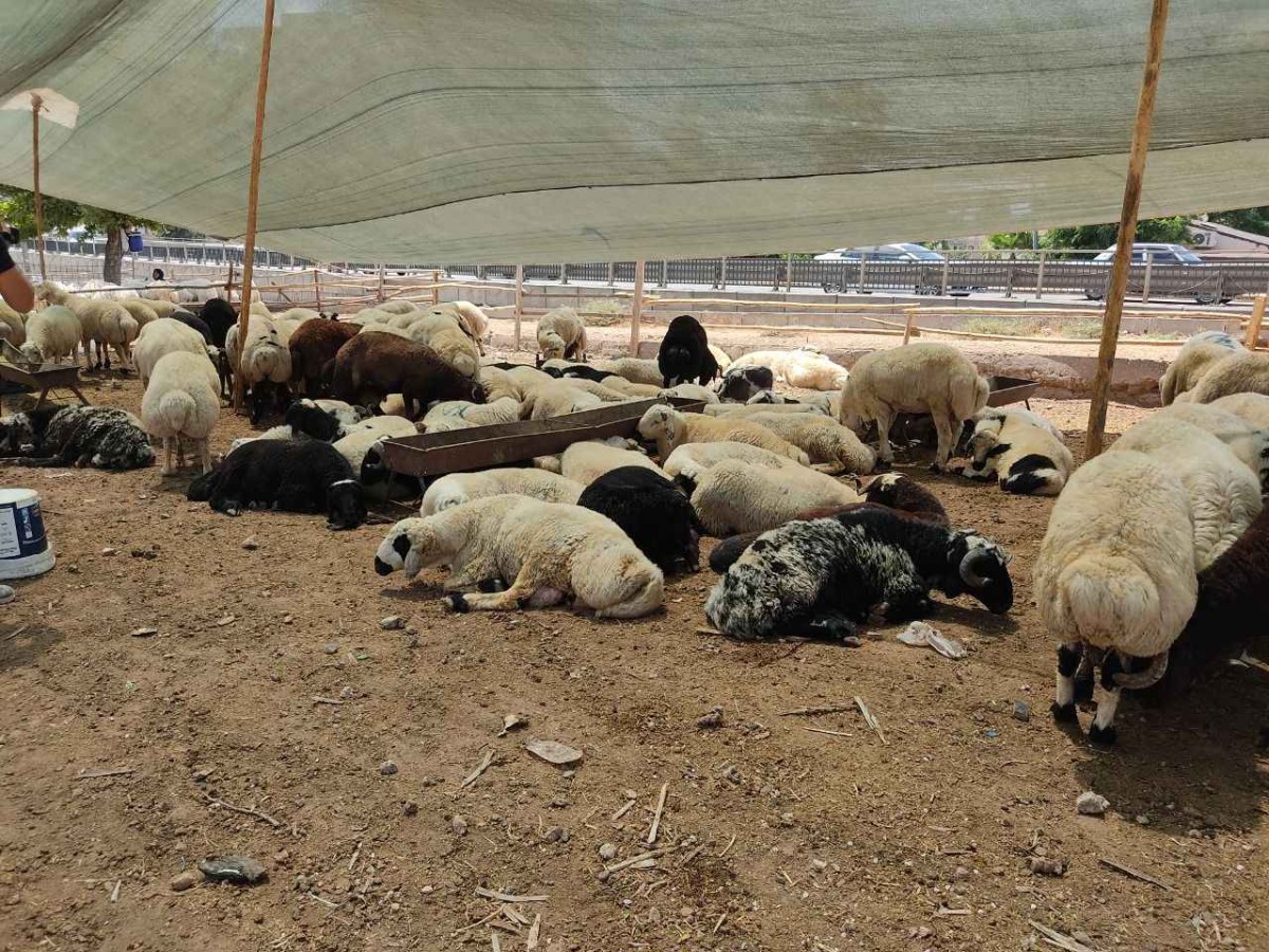 Şanlıurfa'da kurban pazarları nereye kurulacak?