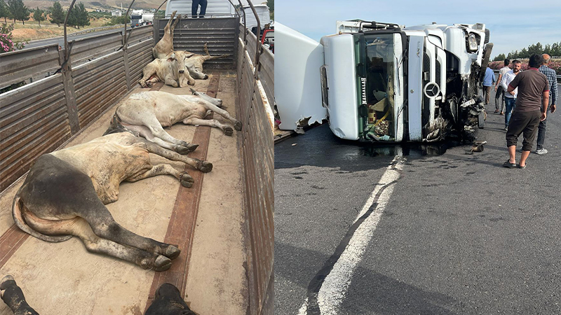 Şanlıurfa’da sığırların bulunduğu tır devrildi