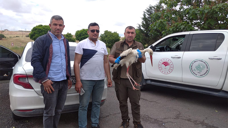 Şanlıurfa'da yaralı leylek bulundu: Tedavi altında!