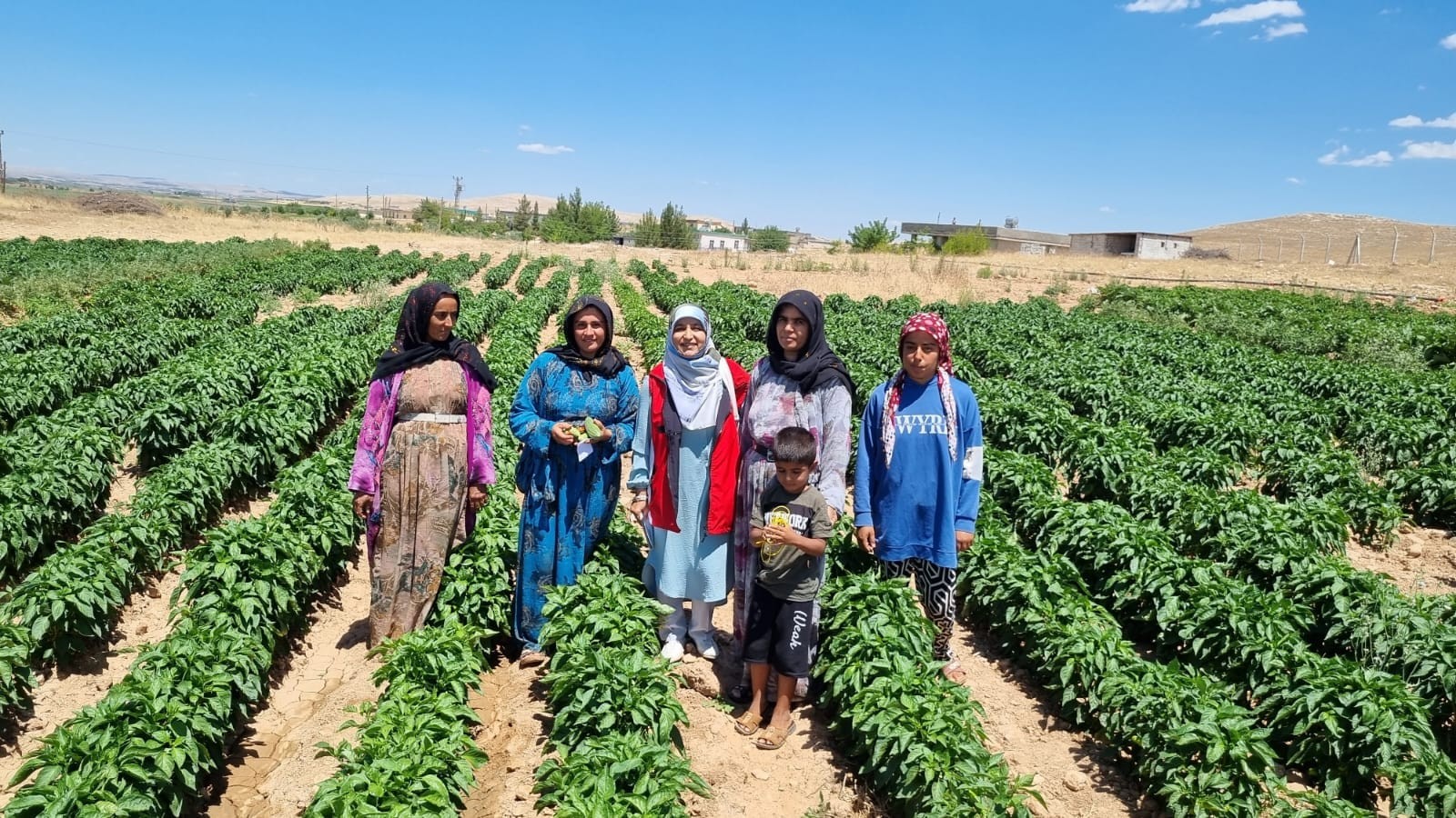 Şanlıurfa’da yanlış sulama ve çapalama ürünleri yok ediyor;