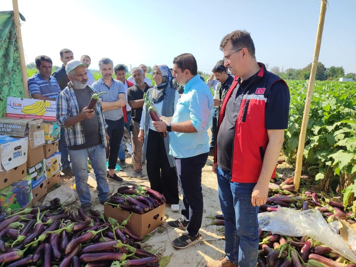 Tescilli Birecik patlıcanında hasat zamanı