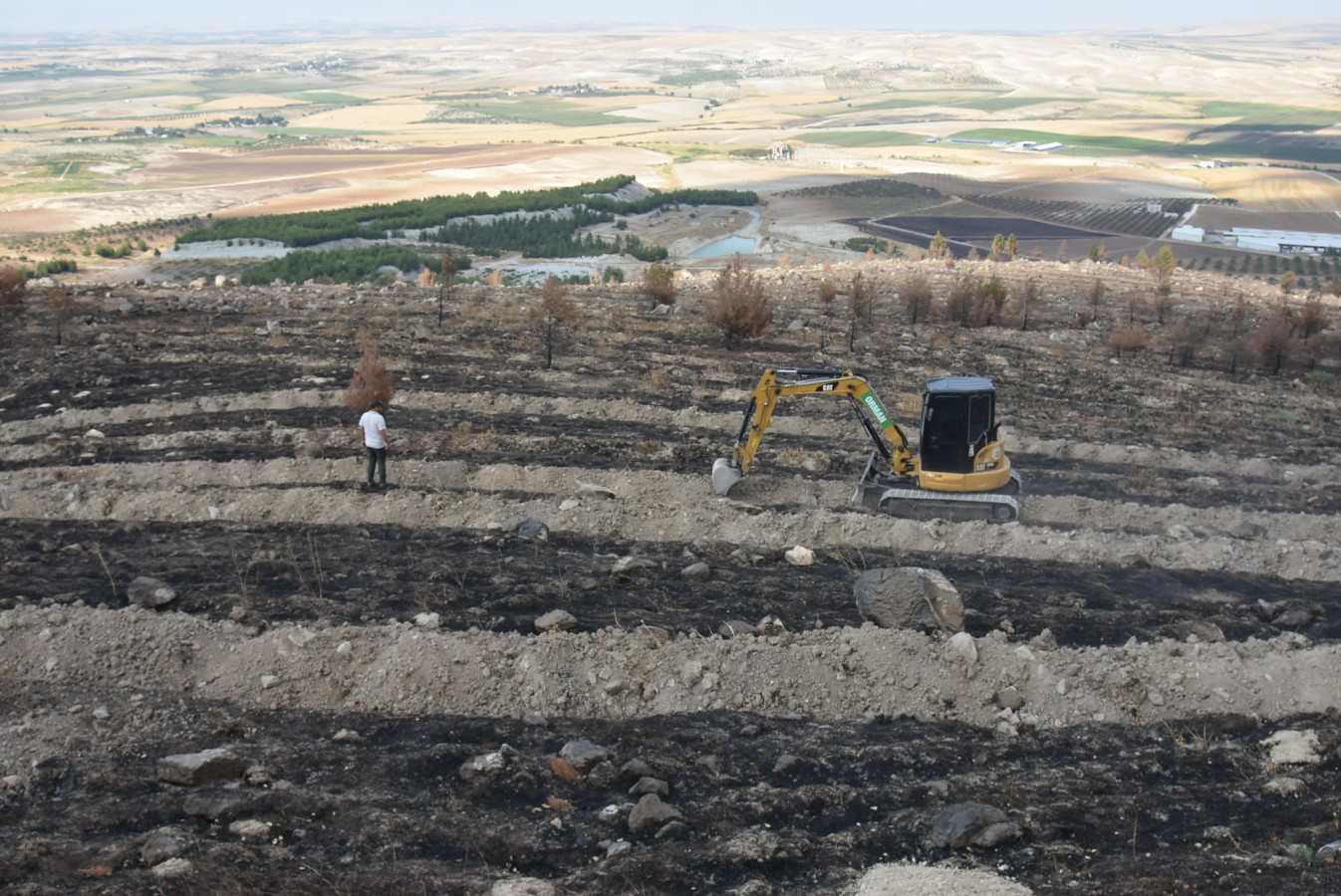 Şanlıurfa'da yanan alanlar yeniden yeşilleniyor;