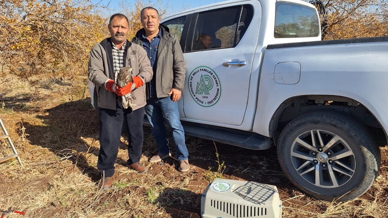 Şanlıurfa'da yaralı atmaca kurtarıldı;